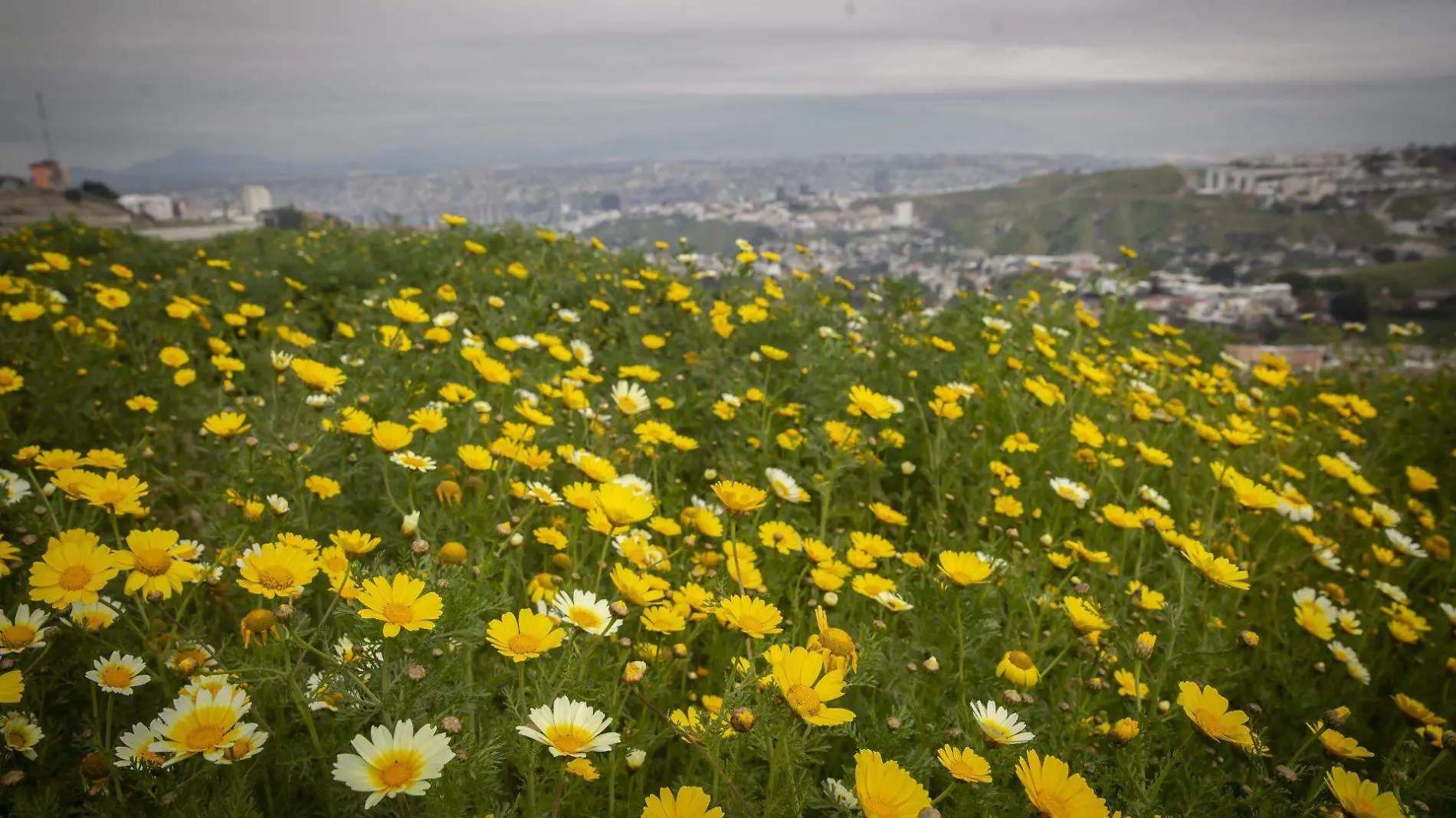 922653_Flores Primavera Tijuana-05_web